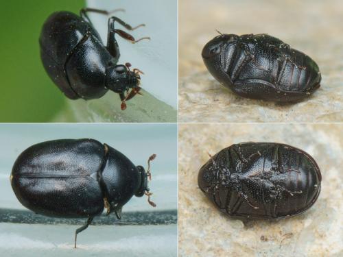 Réf. 255 610 : Orphilus sp.